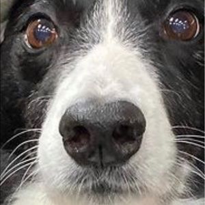 Meet your Posher, Maggie